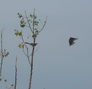 mockingbird in starlings' tree