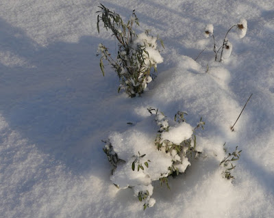 Gartenrundgang Januar - Salbei