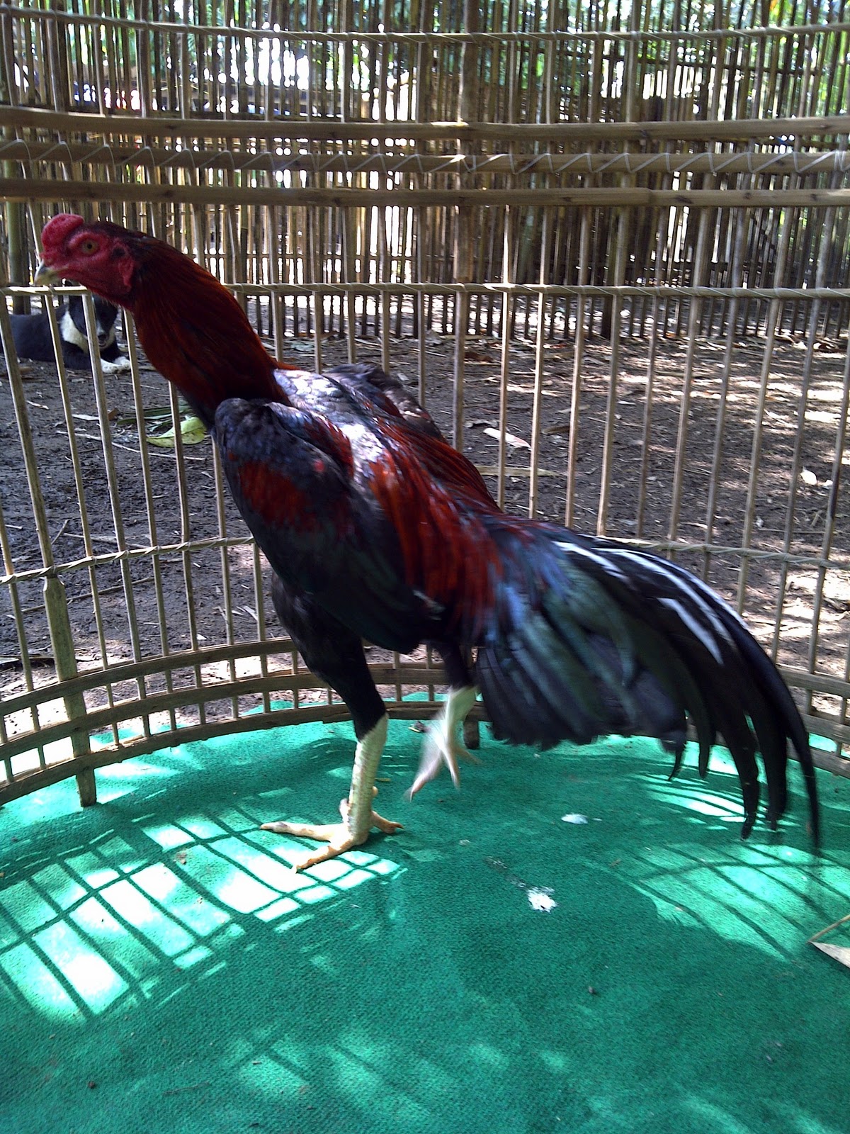 Foto Ayam Aduan Ayam Bangkok - gambar dan foto