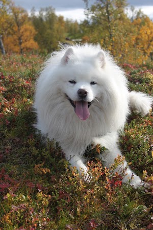 Những điều thú vị về chó Samoyed