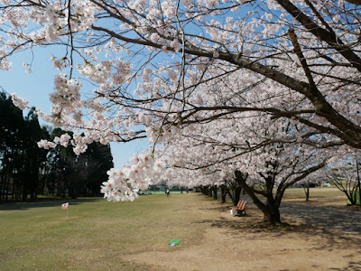 粟津公園 桜