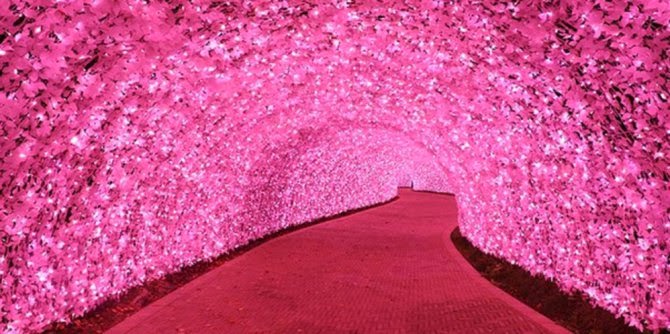Terowongan sakura