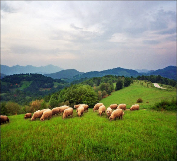 amazing greenery photography by katarina stefanovic