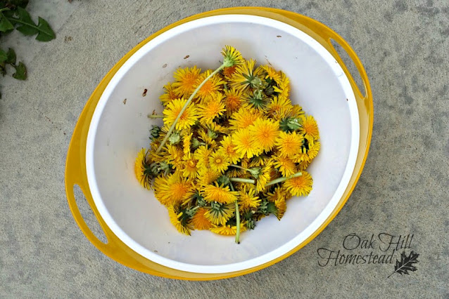 A yellow and white bowl filled with dandelion flowers.