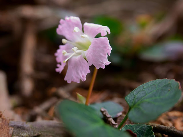 Shortia uniflora