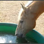 Cheval qui s'abreuve