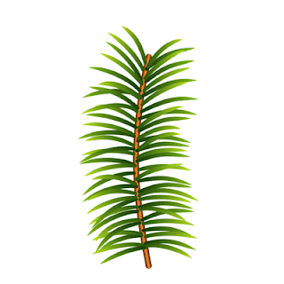 fir-branch