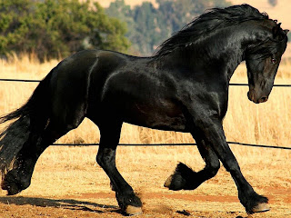 Beautiful Black Horse hd Wallpaper