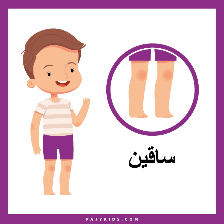 بطاقات تعليم الاطفال اجزاء الجسم للاطفال بالعربية