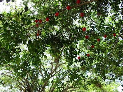 Luminárias de maçã em Trancoso-Bahia