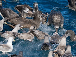 Black-footed Albatross and Northern Fulmar in a feeding frenzy off Newport, Oregon on October 3, 2009. Photo by Greg Gillson.