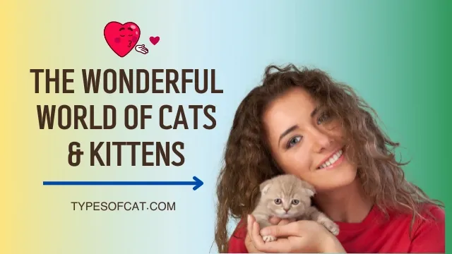 The Wonderful World of Cats and Kittens