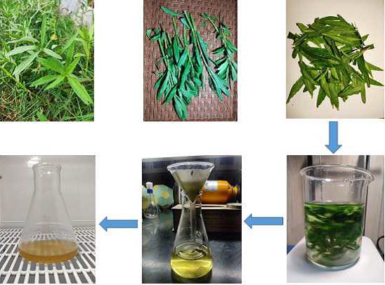 Green synthesis and characterization of magnetite (Fe3O4) nanoparticles using leaf extract of Alternanthera Philoxeroides for environmental applications