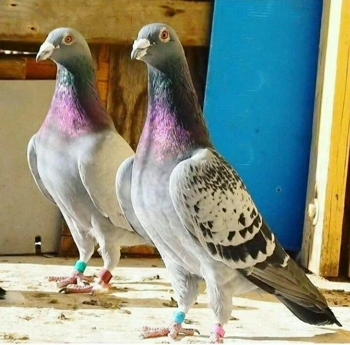 Beautiful Pictures of Pigeons - Dove, Cuckoo, Myna, Tiau, Pigeon, Kingfisher, Cockatoo, Beautiful Pictures of Birds - birds - NeotericIT.com