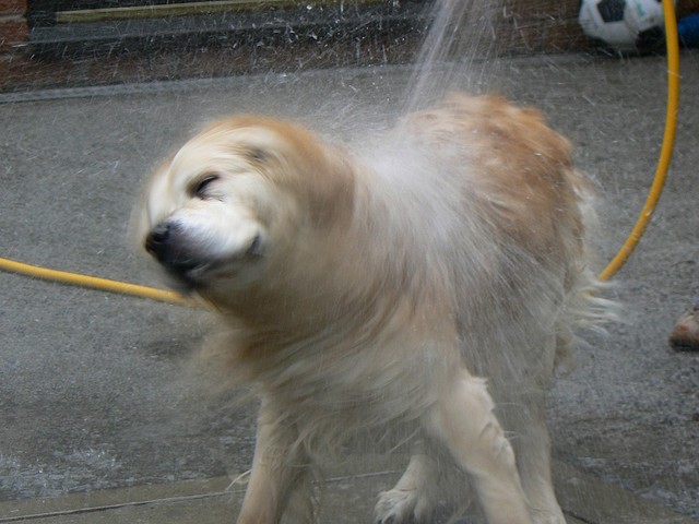 Por que cachorro molhado tem cheiro ruim?