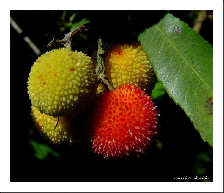 medronhos medronheiro americo almeida