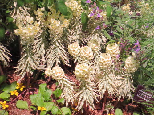 Philadelphia Flower Show Euphorbia