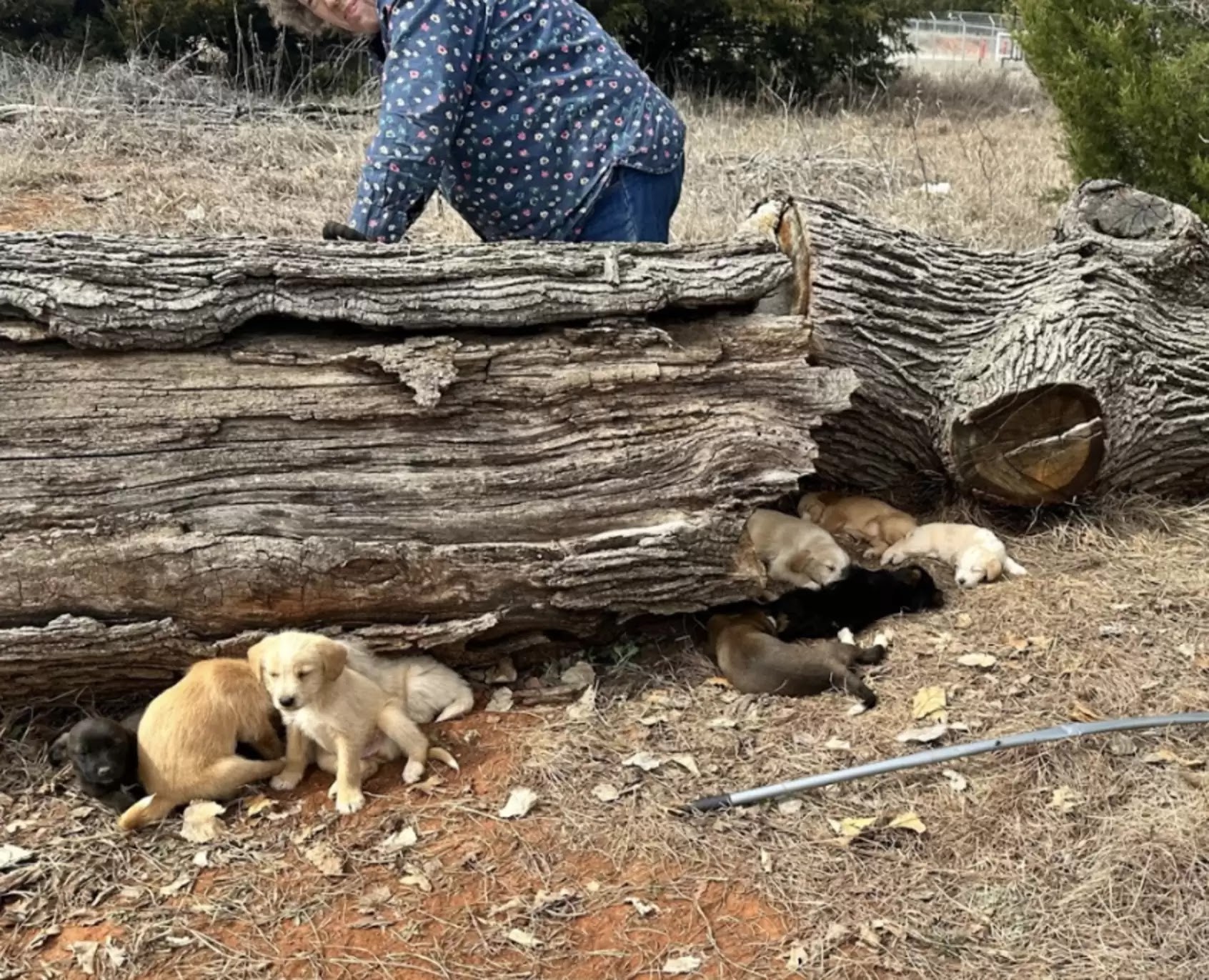 rescued puppies