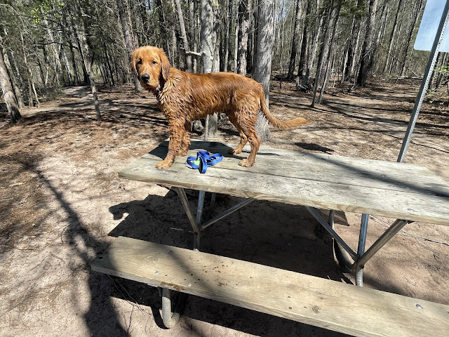 Big boy Miles soaking wet from head to foot standing on top of a picnic table after hiking and swimming with Dad at Latta Nature Preserve the weekend we went to Ohio for Easter.