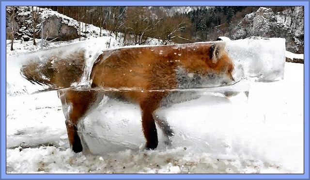 Another Fox Frozen In A Block Of Lake Ice