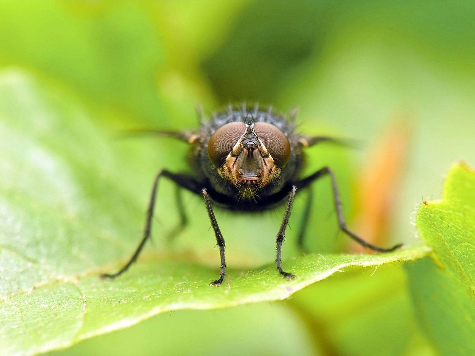 Insects Macro Wallpapers HD Wallpapers Download Free Images Wallpaper [wallpaper981.blogspot.com]