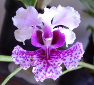 Si Kupu-Kupu Rawa, Vanda limbata, Vanda metusalae, Vanda insignis, Vanda celebica, Anggrek cantik, langka, Tanaman Indah