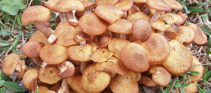 Armillaria fungi produces honey mushrooms and causes root rot