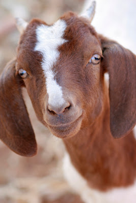 curious goat