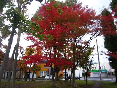 公園のイロハモミジ