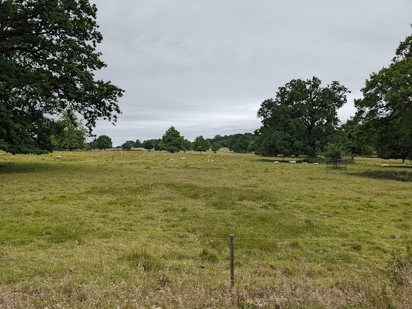 Parkland at Blickling Hall being grazed by sheep