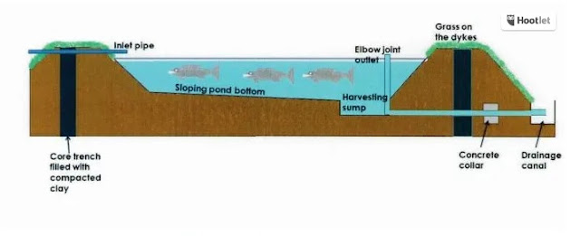 Sơ đồ thoát nước ở ao có lót màng chống thấm HDPE