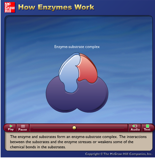 http://highered.mheducation.com/sites/0072495855/student_view0/chapter2/animation__how_enzymes_work.html