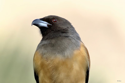 Rufous Treepie