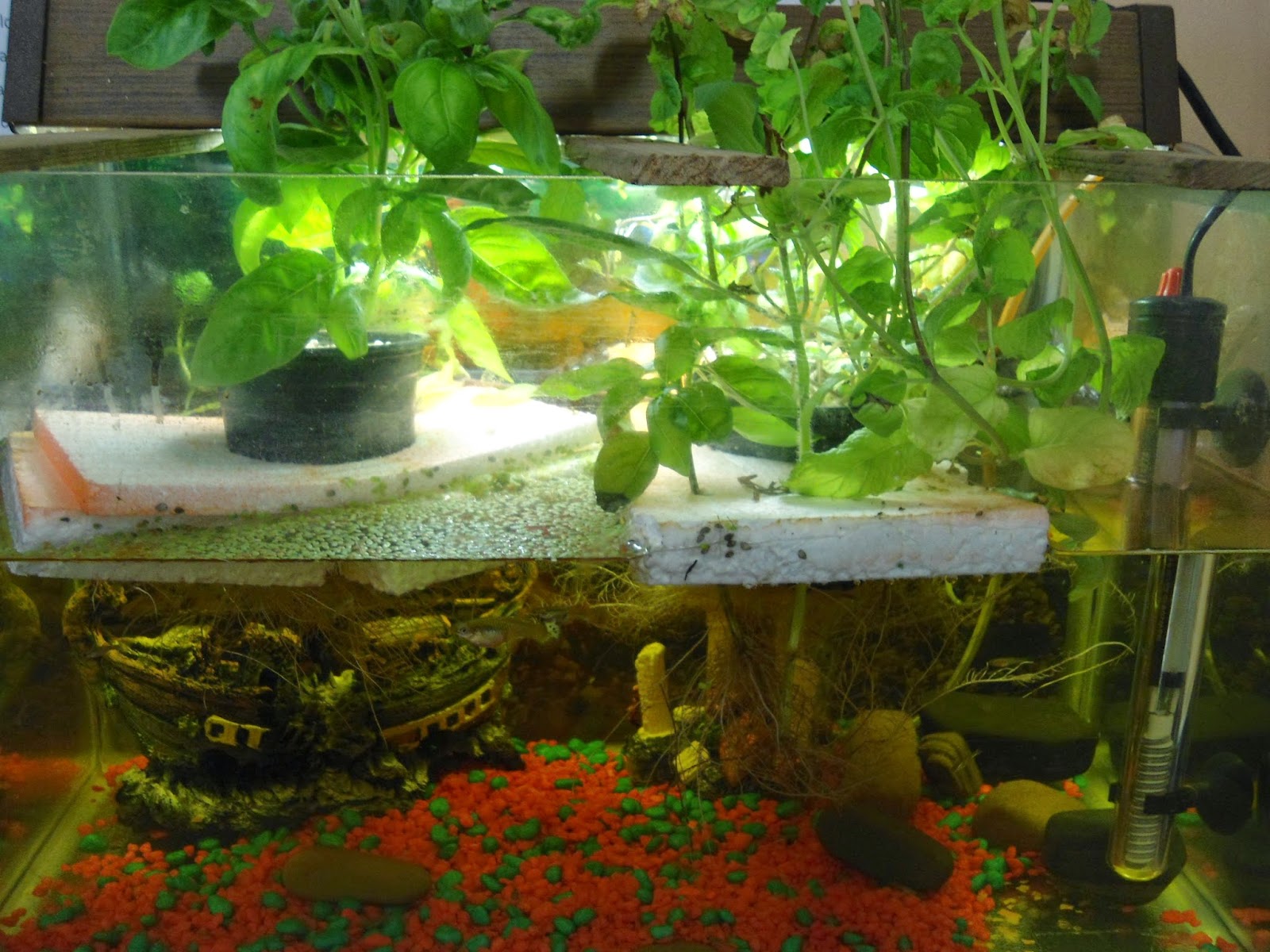 small scale aquaponics