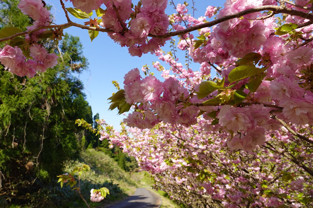 別所川渓流植物園　ヤエザクラ（八重桜）