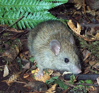 Norway Rat* (Rattus norvegicus)
