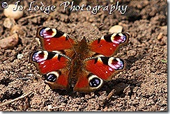 IMG_0360