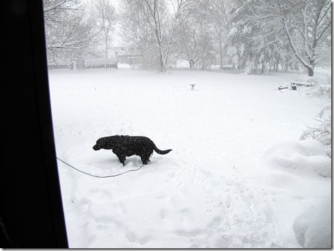 Rigg'sinsnow03-24-13a