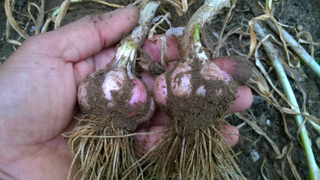 Grown for its flavourful bulbs. Garlic is easy to grow and requires very little space in the garden. A member of the allium family.