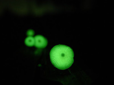 The strange phenomenon of the fungi that shine in Japan Seen On www.coolpicturegallery.us