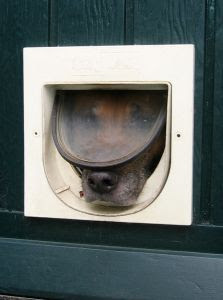 ... Pet Ownership Blog: How to Teach Your Dog to Use a Pet Door