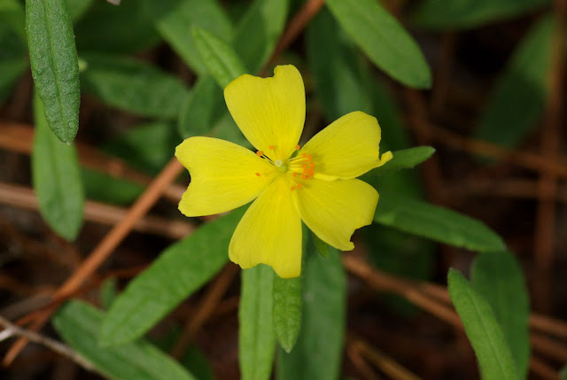 Crocanthemum corymbosum