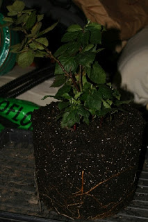 balckberry plant in container