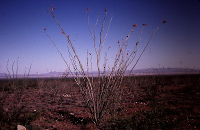 High Desert, Arizona on the border with Mexico, where some of the book takes place