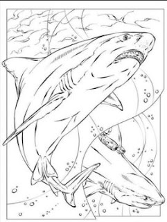  Megalodon Sharks Coloring Sheet Images