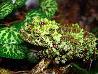 Theloderma corticale