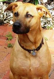 Indian Originated Dog Breeds Kombai Dog