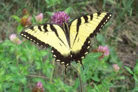 The Tiger Swallowtail Butterfly