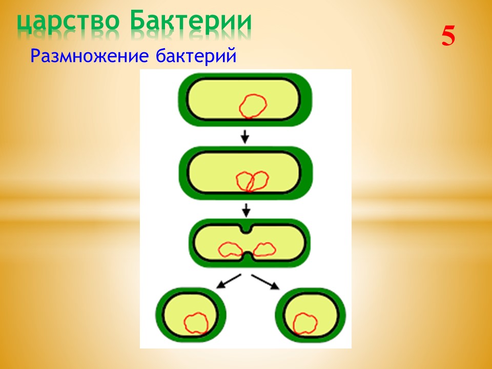 Деление центральной клетки