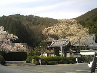 真禅寺の老桜（樹齢200年？）